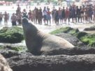 Elefante-marinho surpreende banhistas em praia de Niterói, no Rio de Janeiro