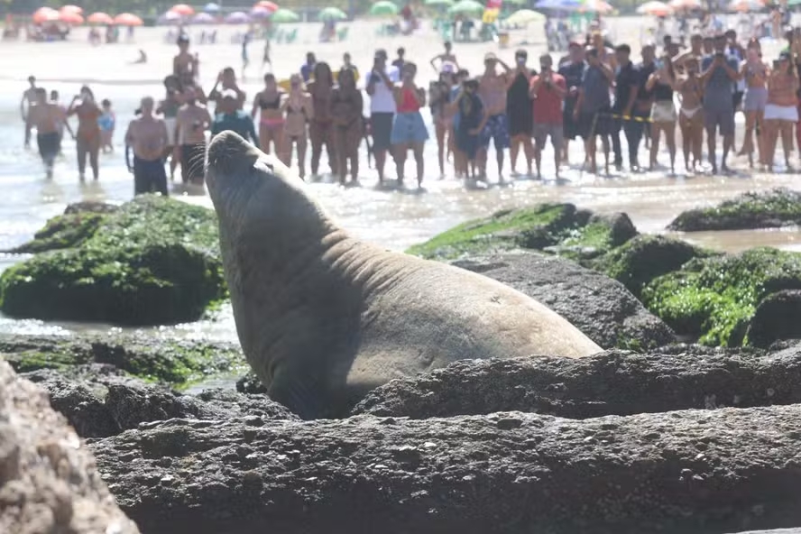 Elefante-marinho surpreende banhistas em praia de Niterói, no Rio de Janeiro