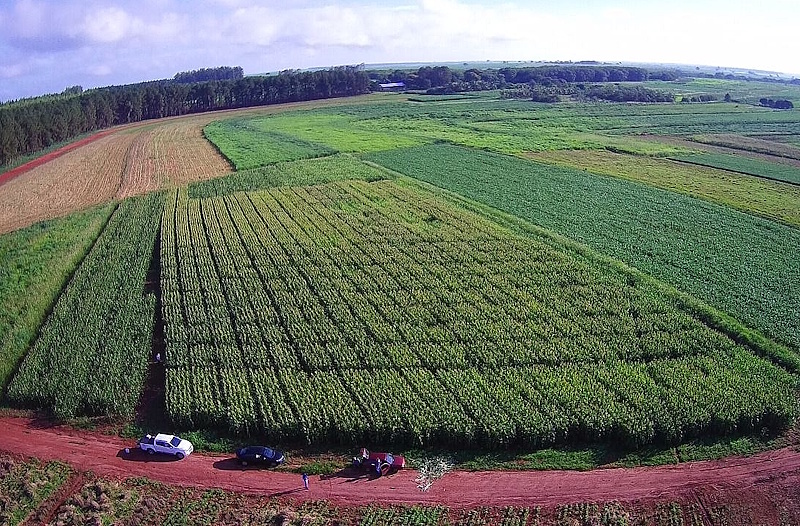 Jornal da Unesp | Consórcio de bactérias na cultura do milho aumenta a produtividade e reduz custo com fertilizantes nitrogenados