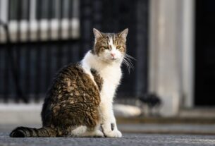 Macron brinca com Larry the Cat com Starmer e Reeves