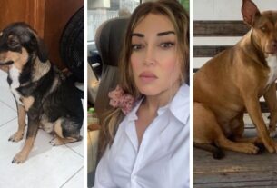 Mulher Abacaxi oferece R$ 5 mil em recompensa para quem ajudar a encontrar cachorras desaparecidas