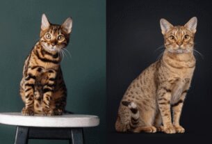 7 diferenças entre os gatos das raças bengal e ocicat