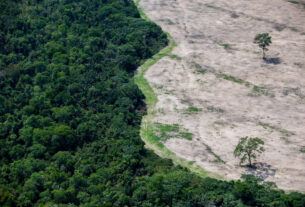 Brasil perdeu 111,7 milhões de hectares de áreas naturais em 40 anos