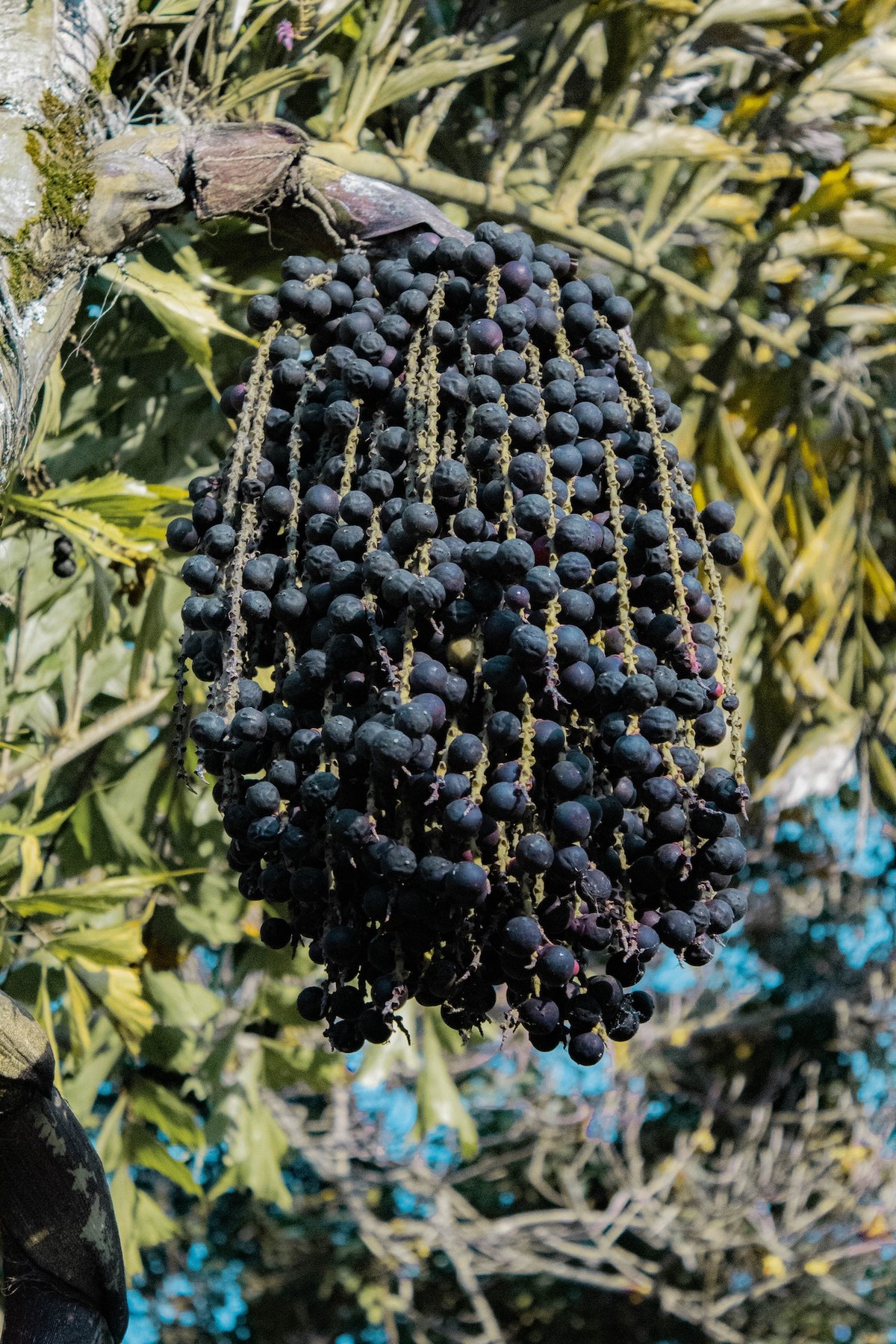 China ressalta interesse por produtos do Brasil, como café e açaí