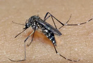 Dino garante pagamento de auxílio para vítimas do vírus Zika