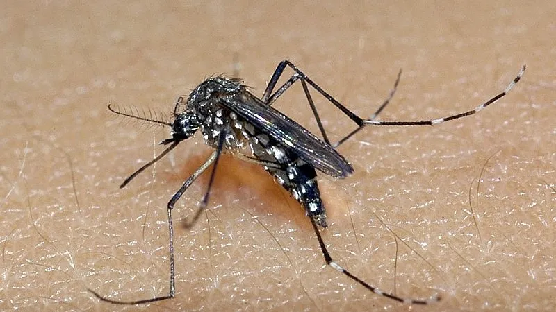 Dino garante pagamento de auxílio para vítimas do vírus Zika