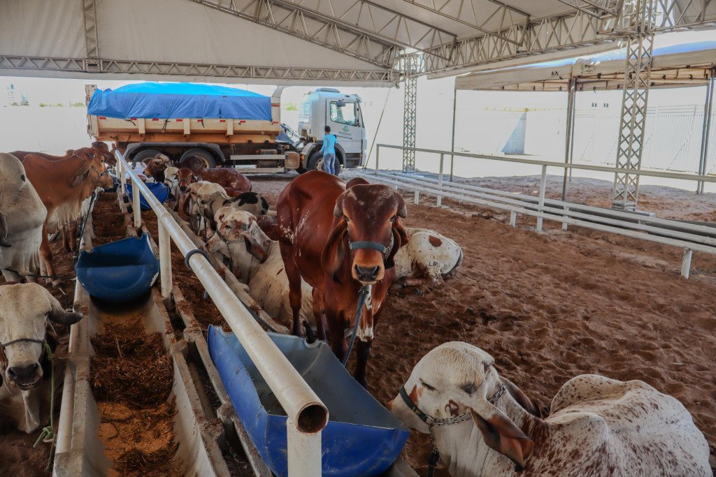 Festa do Bode começa nesta quinta-feira; confira programação