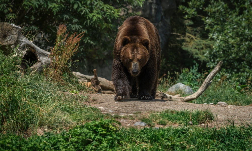 Urso ataca mulher em lar para pessoas com deficiência no Japão